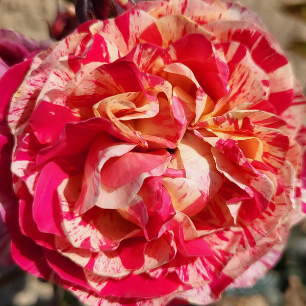 Close-up of a pink and red flower with a blurred background