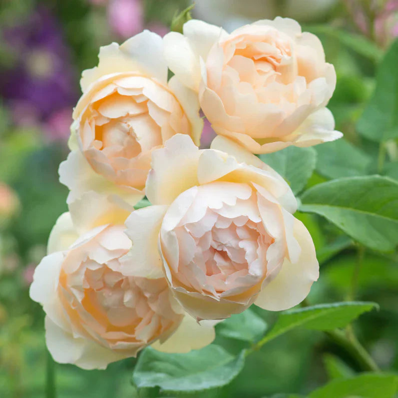 Wollerton Old Hall Bare Root Rose Bush
