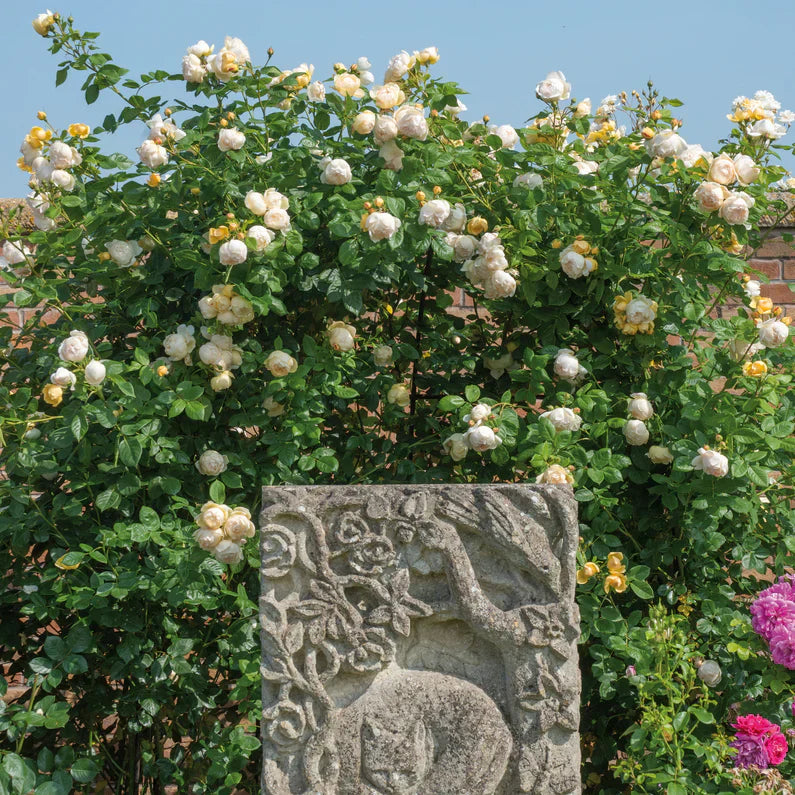 Wollerton Old Hall Bare Root Rose Bush