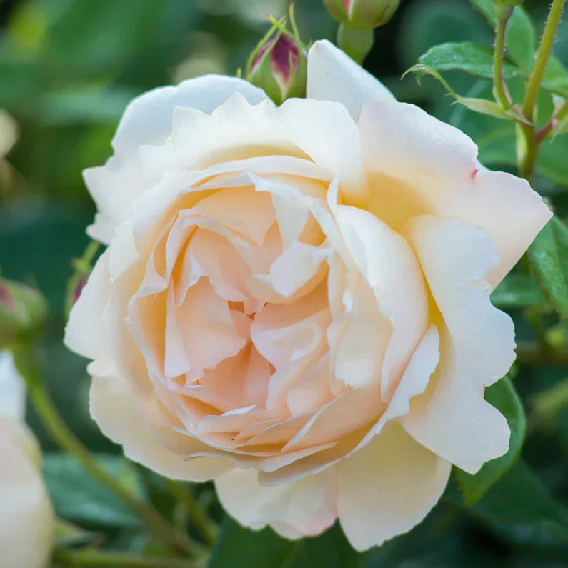 David Austin® Wollerton Old Hall® Potted Climbing Rose