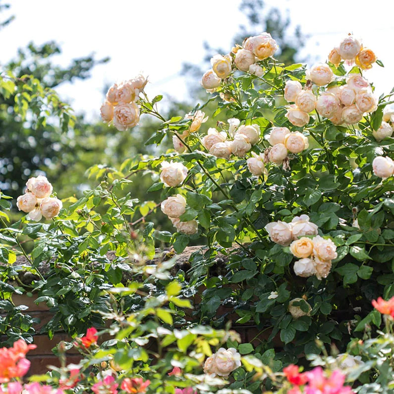 Wollerton Old Hall Bare Root Rose Bush