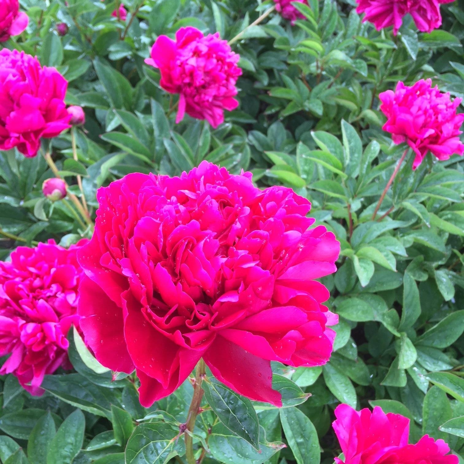 Peony 'Lady In Red' Potted Peony Plant