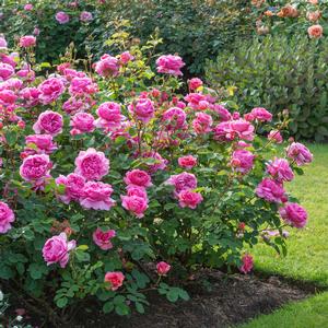 David Austin® Princess Alexandra of Kent Rose™ Potted Rose Bush