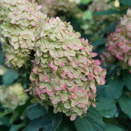 Proven Winners® Limelight Prime® Hydrangea Potted Hydrangea