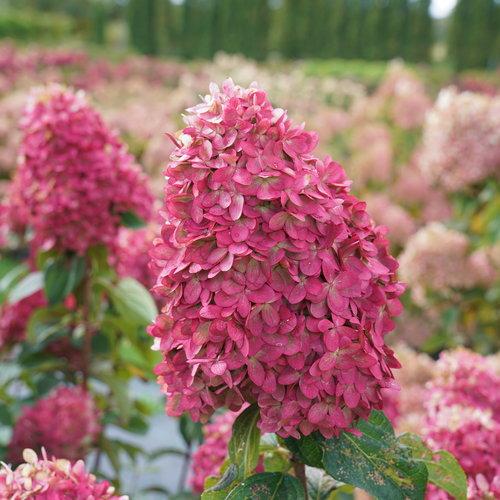 Proven Winners® Limelight Prime® Hydrangea Potted Hydrangea