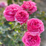 Yves Piaget® Rose Bush