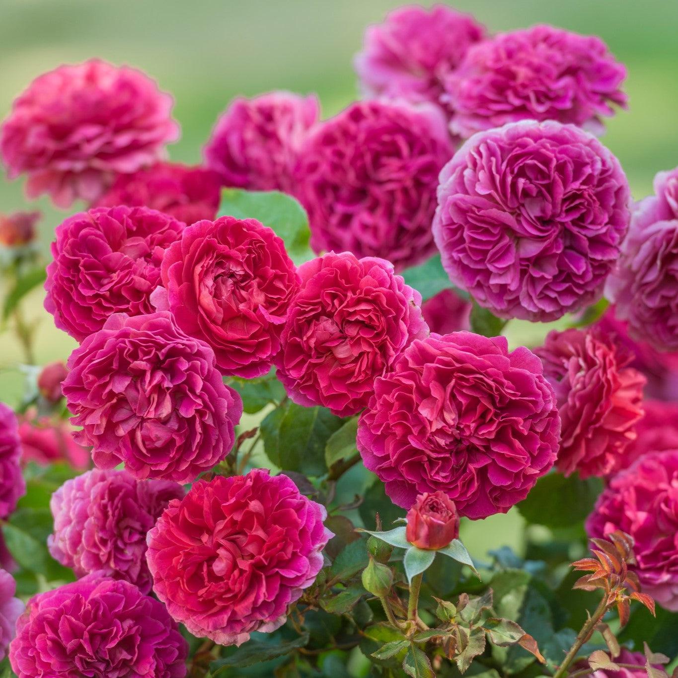 About David Austin® Gabriel Oak® Potted Rose Bush