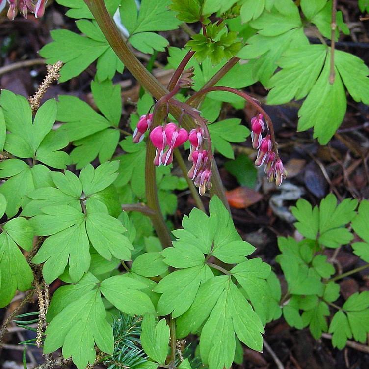 Bleeding Heart Potted Bleeding Heart Plant