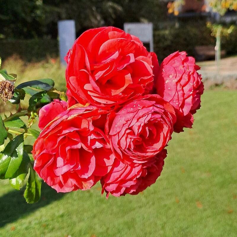 True Bloom® True Love™ Potted Rose Bush