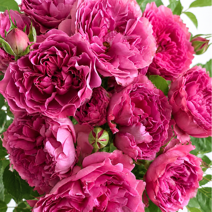 Princess Meiko® Potted Rose Bush