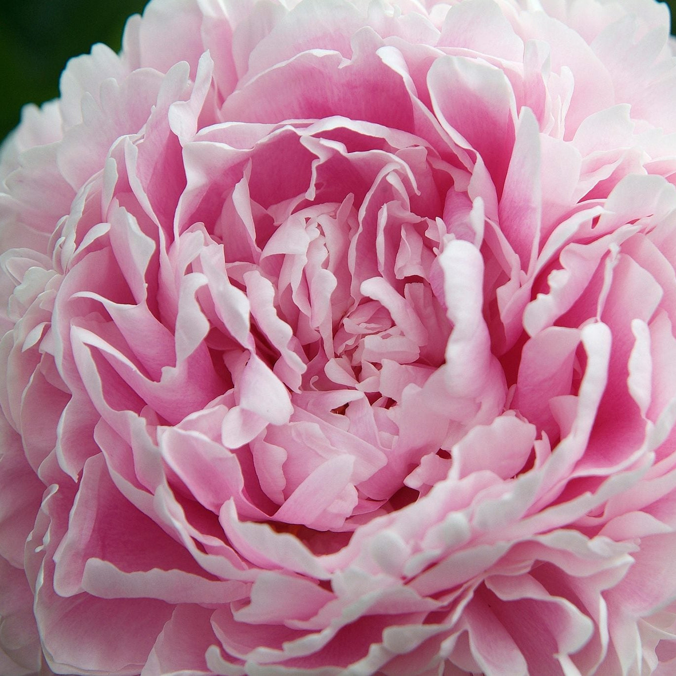 Peony 'Sarah Bernhardt' Potted Peony Plant