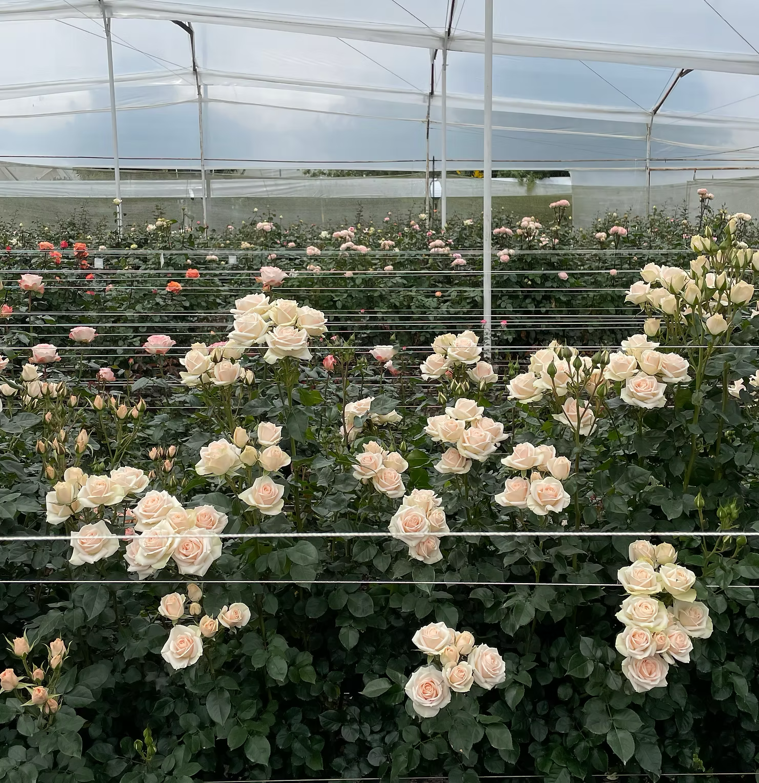 The Rose Immersion - A Colombian Floral Retreat at the World's Finest Rose Farm (Deposit)