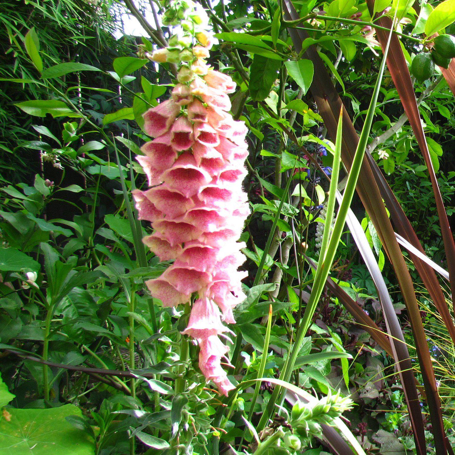Foxglove mertonensis Potted  Strawberry Foxglove Plant