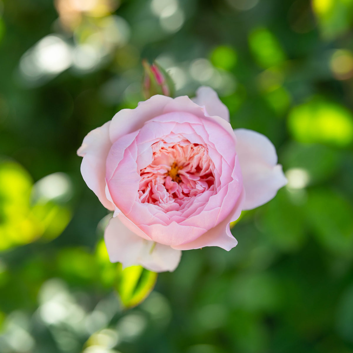 The Alnwick® Rose™  Bare Root Rose Bush