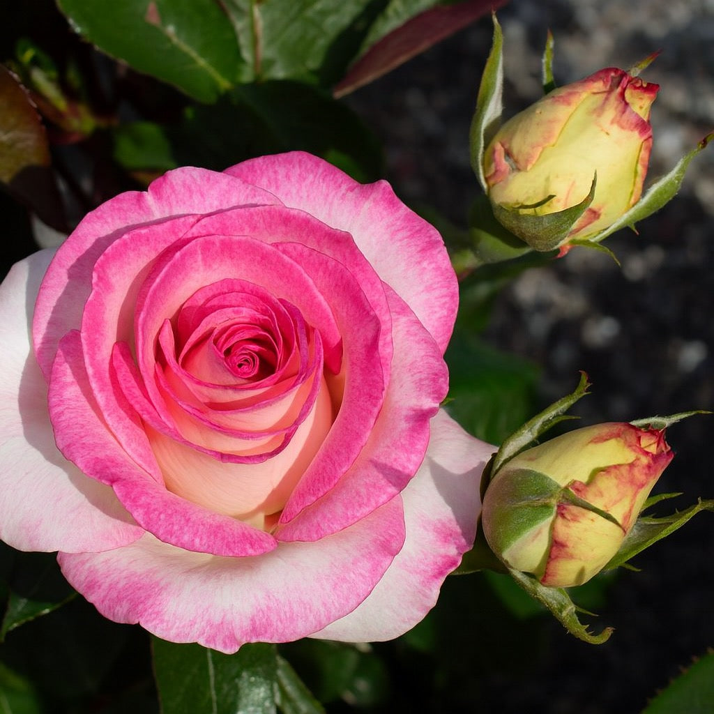 Angelic Veil™ Bare Root Rose Bush