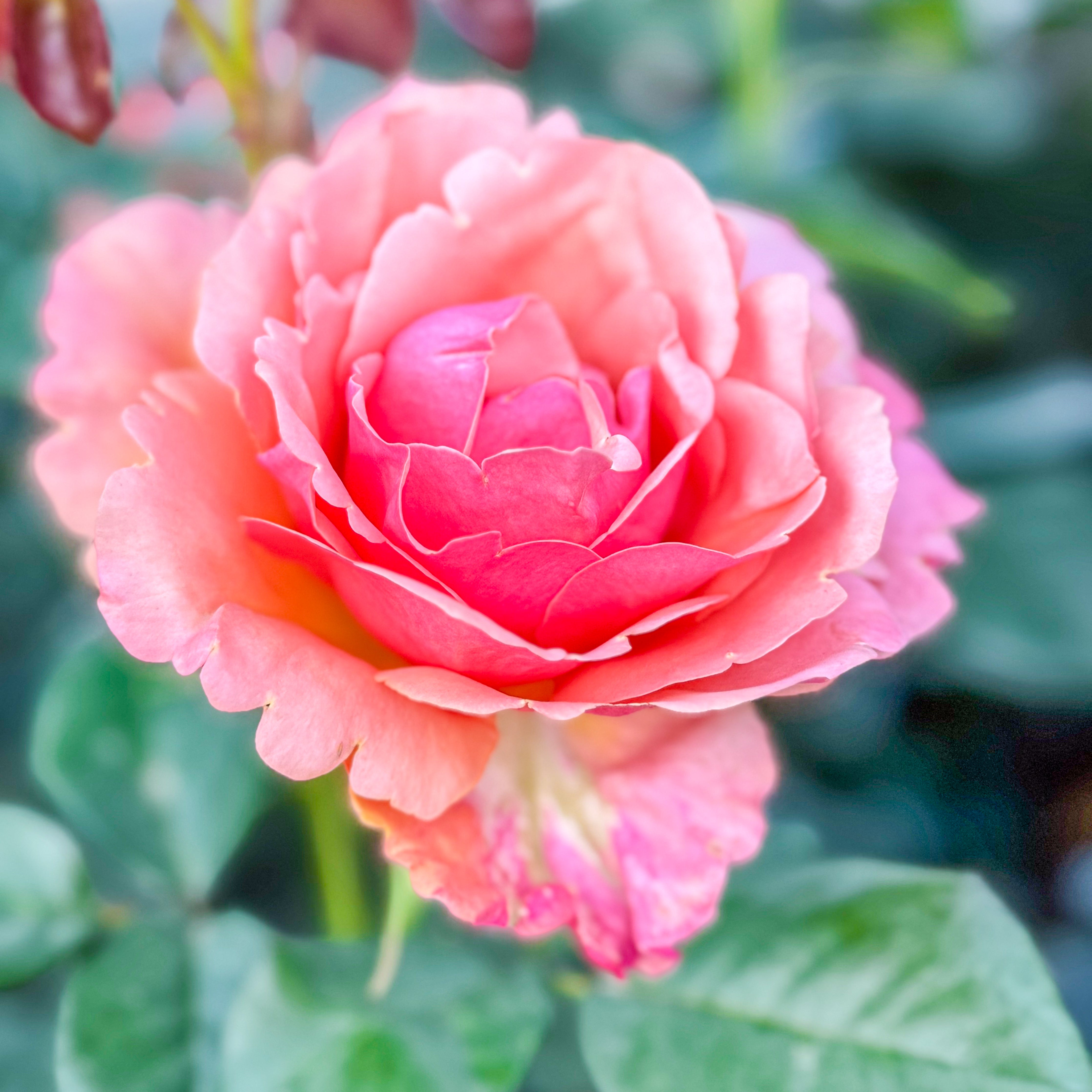 Anna's Promise® Potted Rose Bush