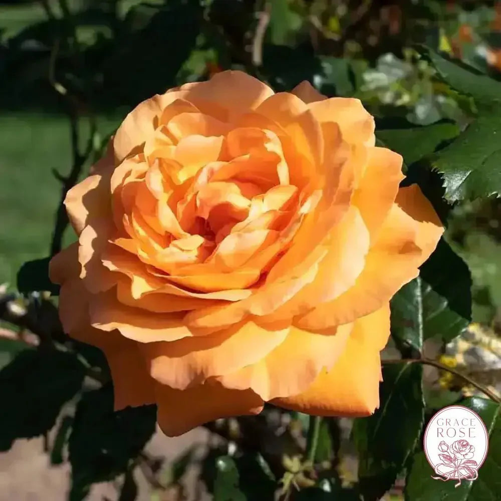 Arborose® Tangerine Skies  Bare Root Climbing Rose