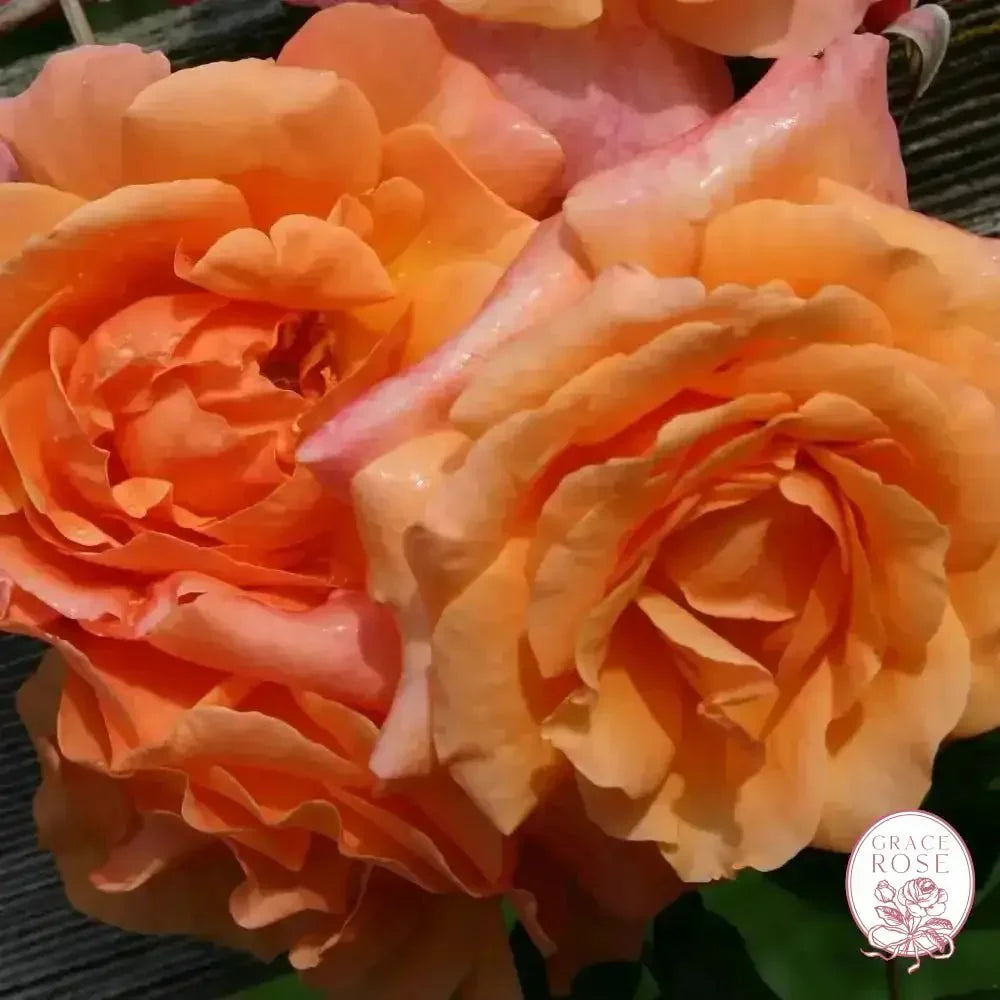Arborose® Tangerine Skies  Bare Root Climbing Rose