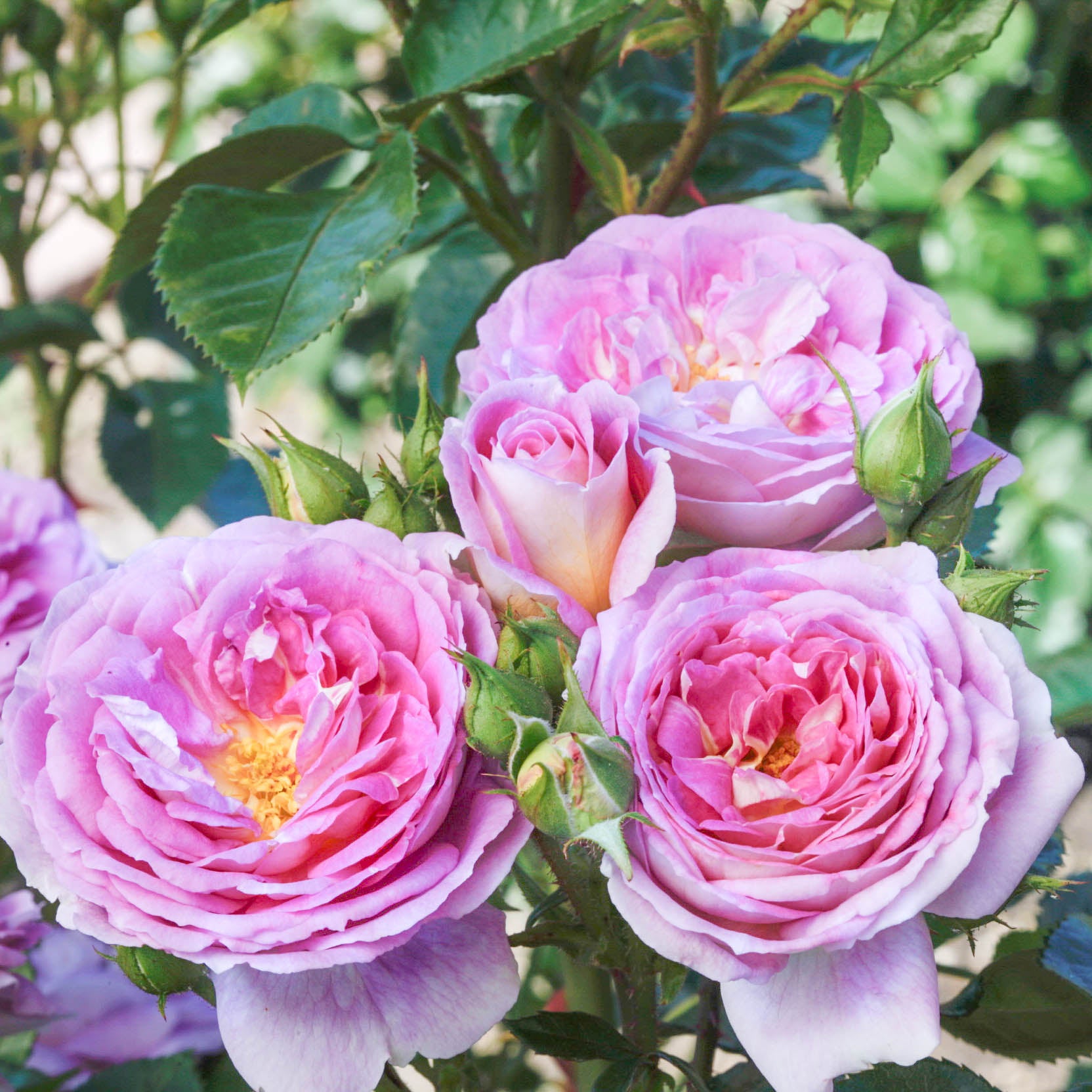 Arctic Blue™ Bare Root Tree Rose