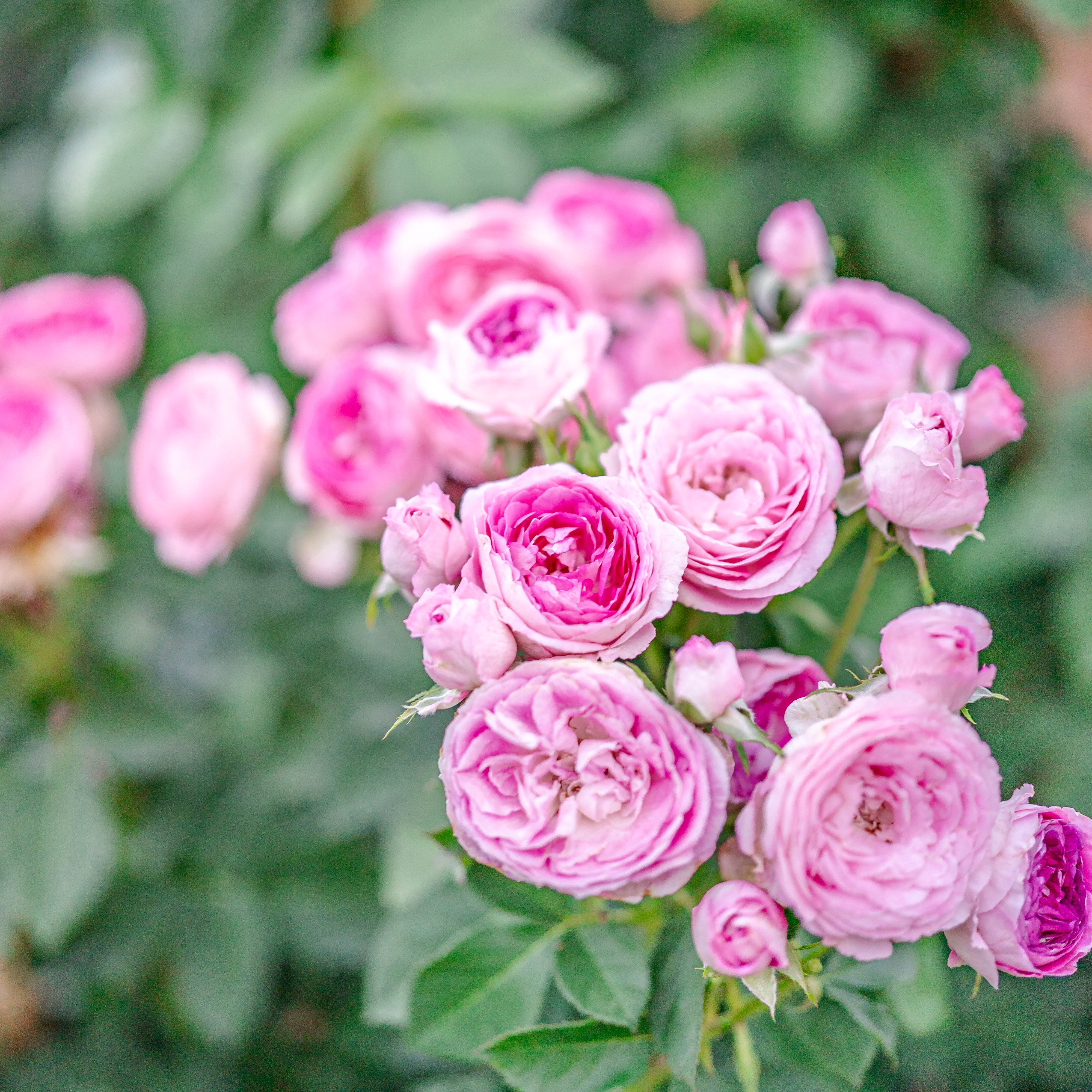 Close-up of pink roses with green leaves in the background