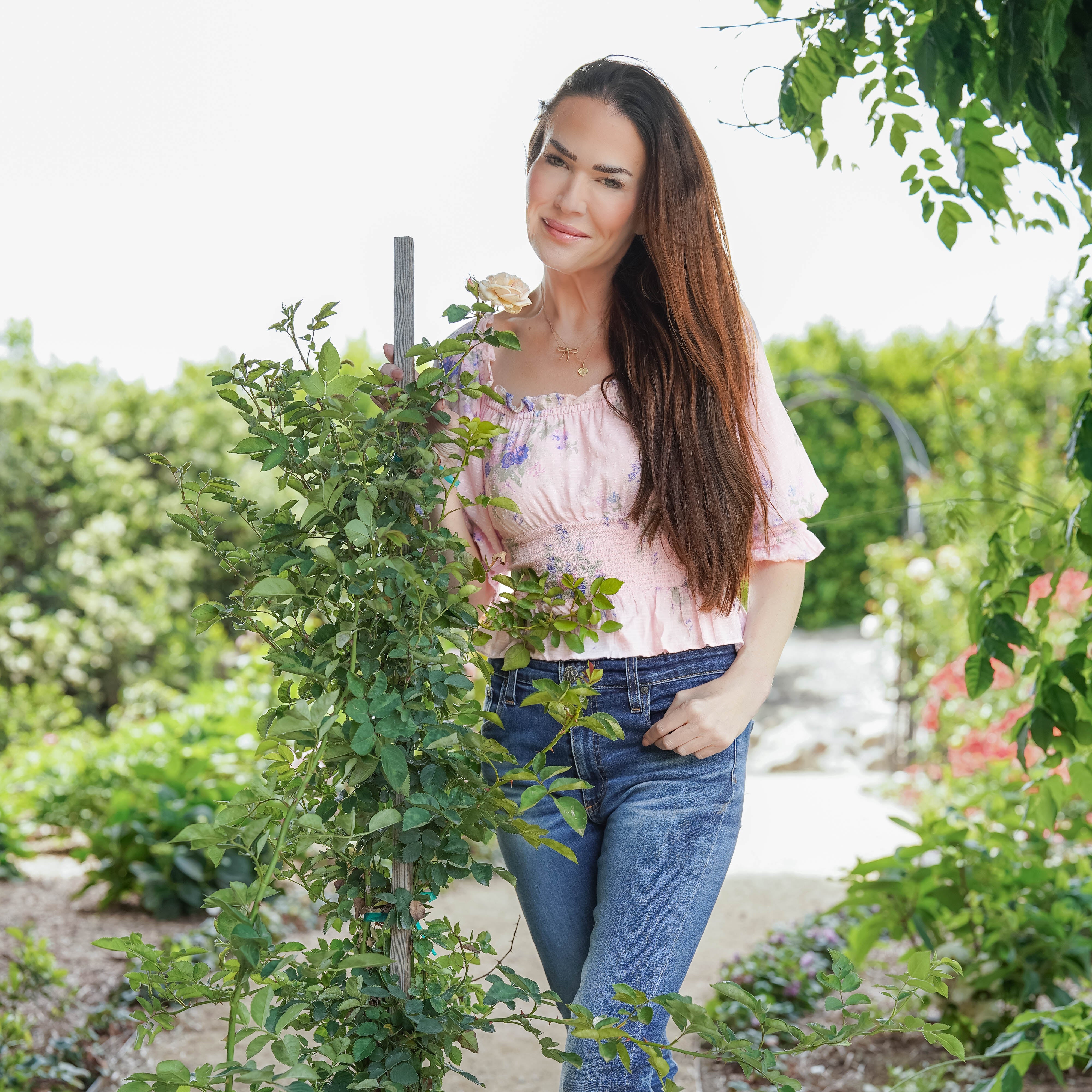 Ash Wednesday Potted Climbing Rose
