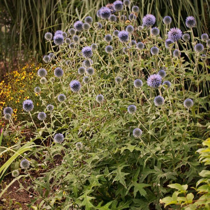 Globe Thistle Blue Glow Potted Globe Thistle Plant