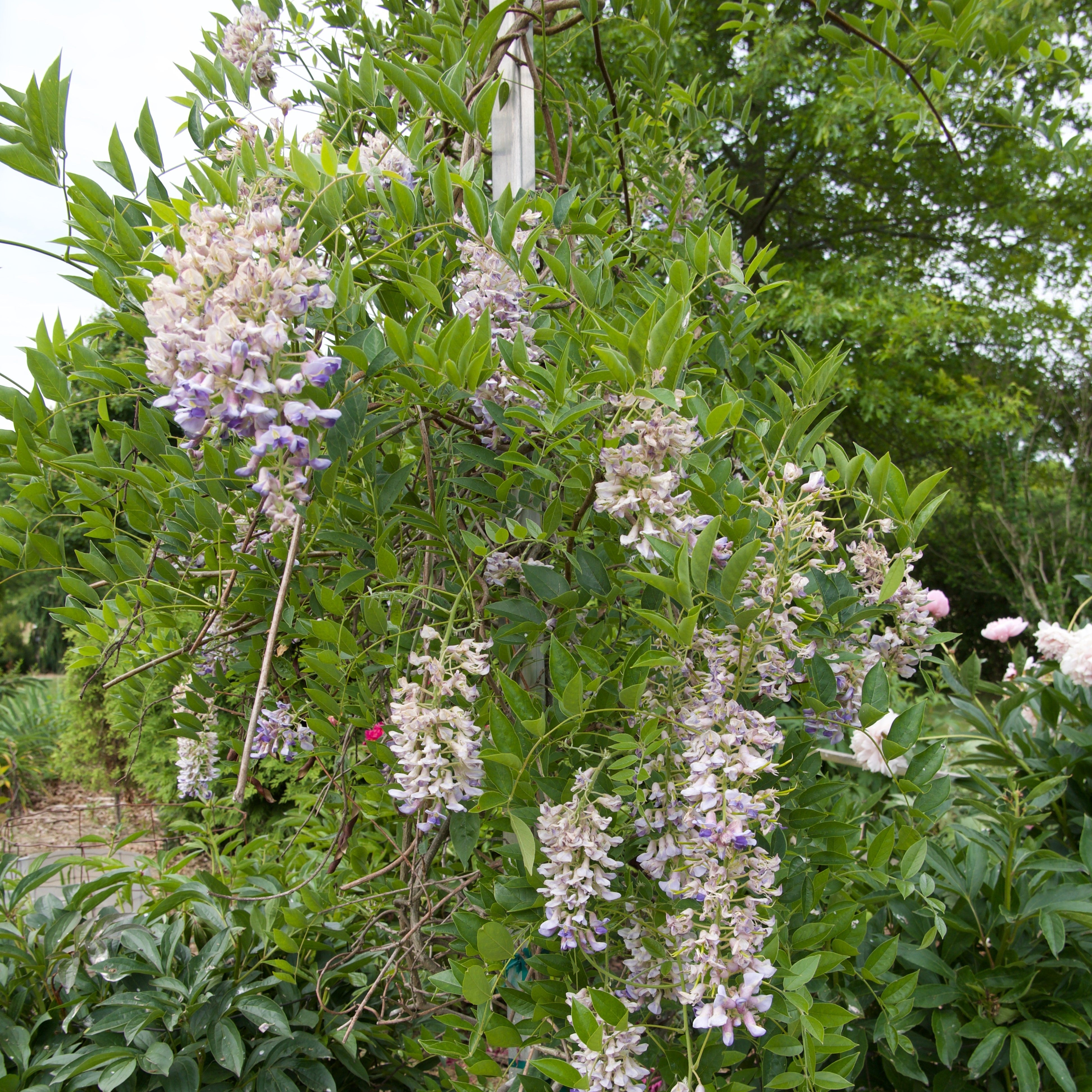Wisteria 'Blue Moon' Potted Wisteria Plant