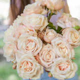 Belinda's Blush™ Bare Root Rose Bush