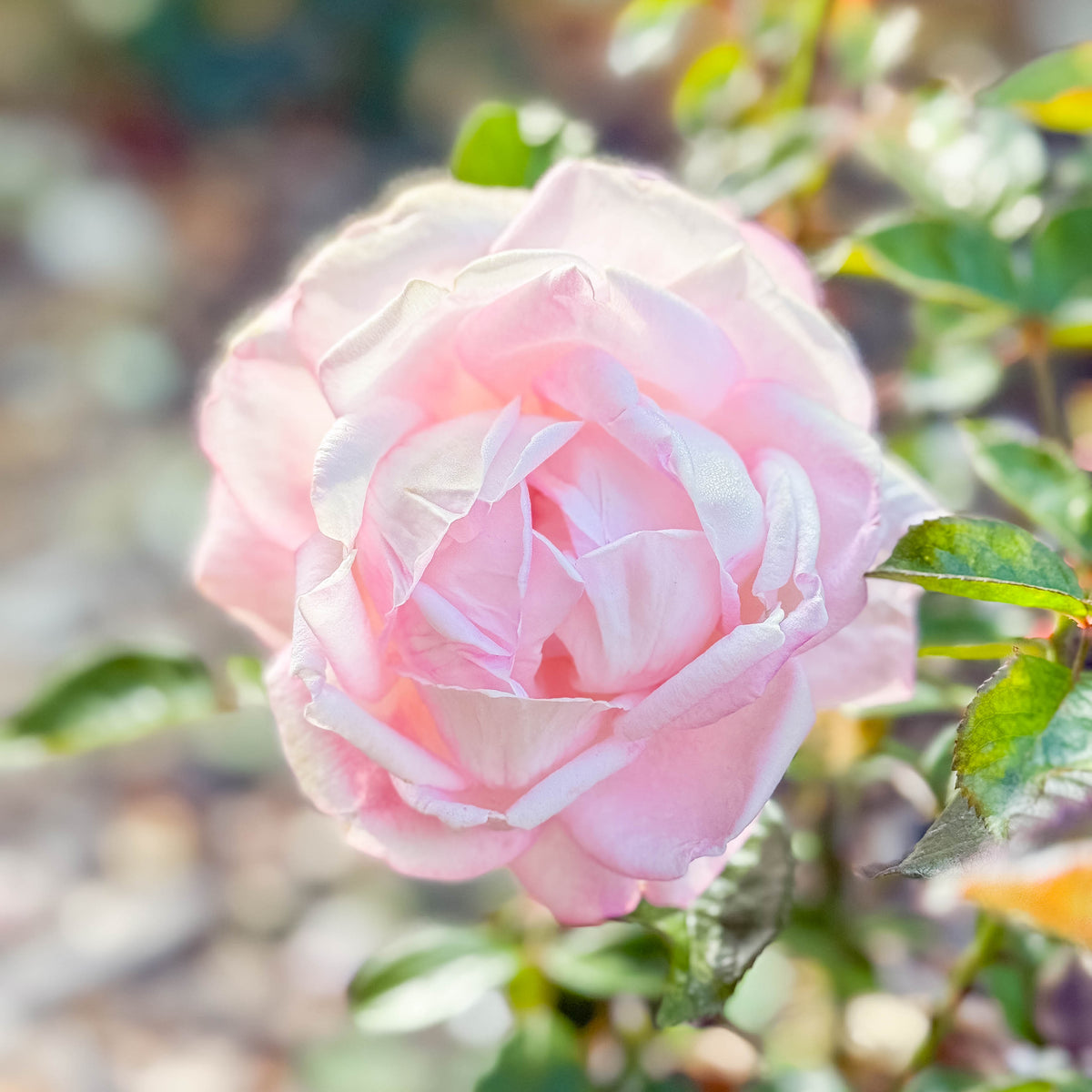Best Kept Secret™ Bare Root Rose Bush