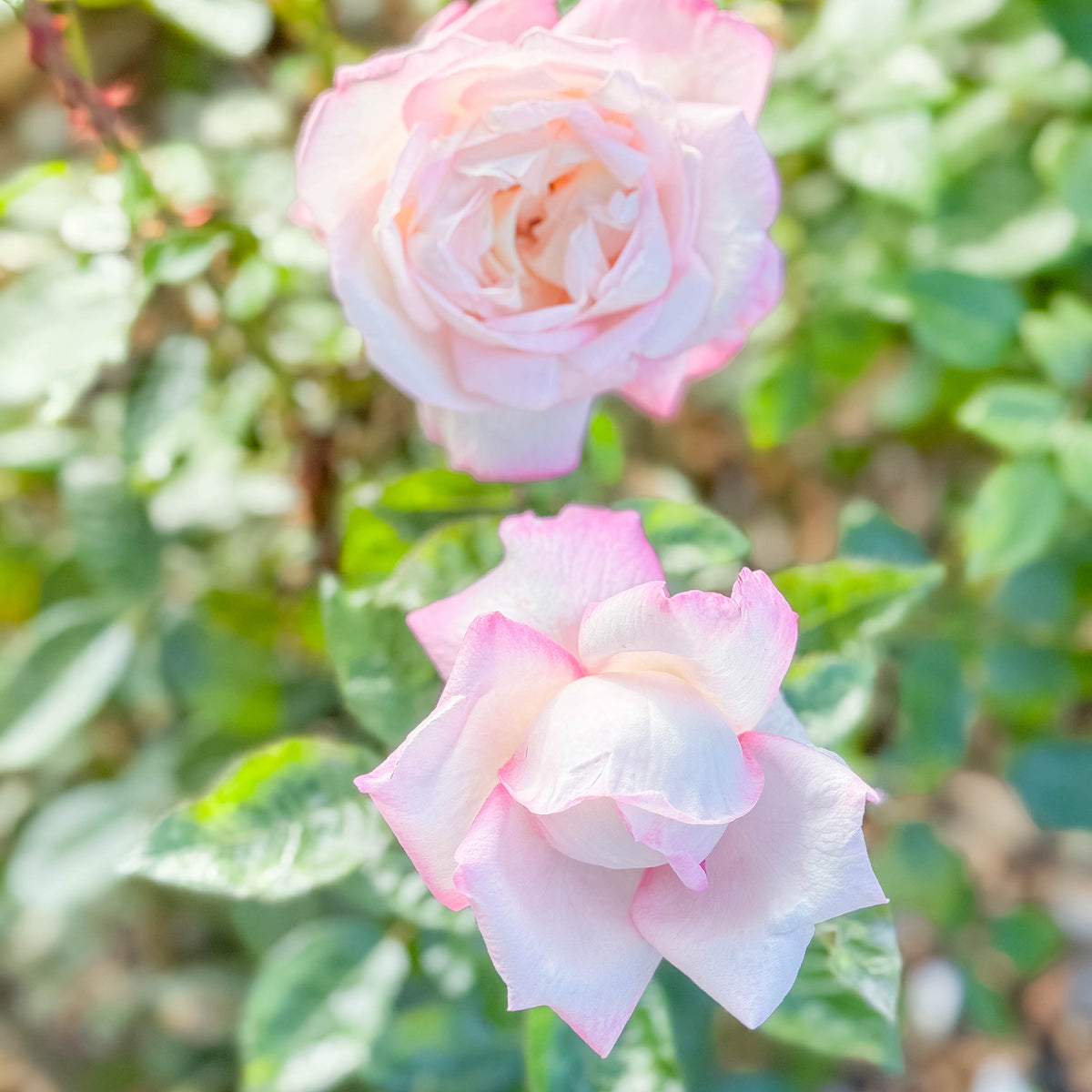 Best Kept Secret™ Bare Root Rose Bush