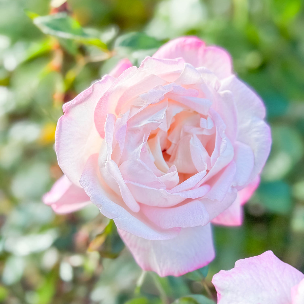 Best Kept Secret™ Bare Root Rose Bush