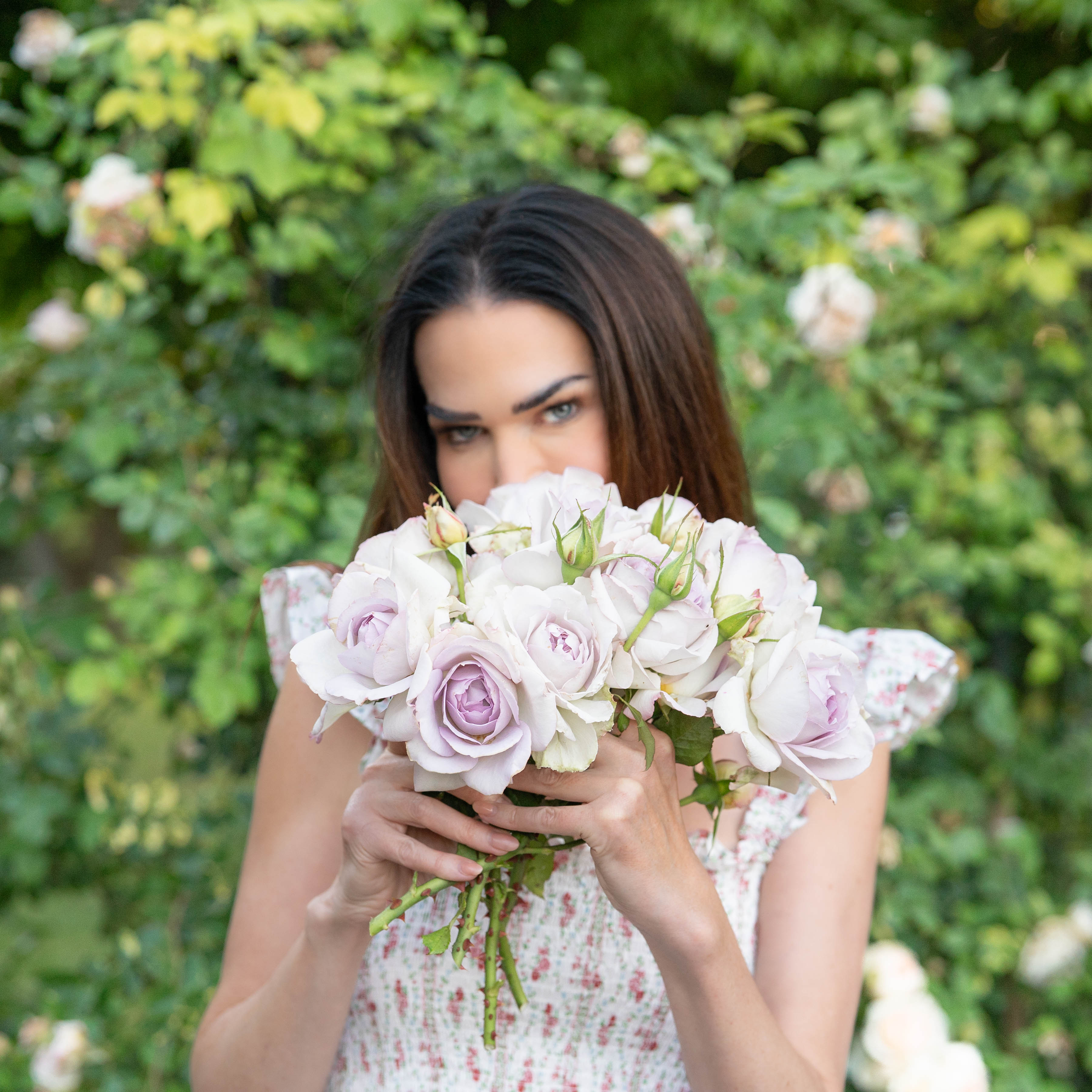Blue Girl Bare Root Rose Bush