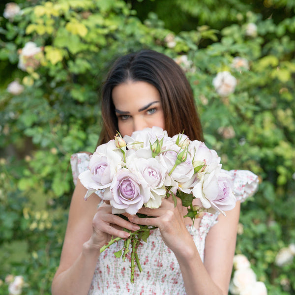 Blue Girl Bare Root Rose Bush