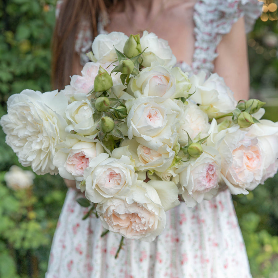 Bolero™ Potted Rose Bush