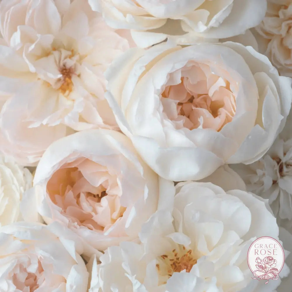 Ribbons of Roses™ 4 Pack of Potted 1 Gallon Roses - Bolero™️