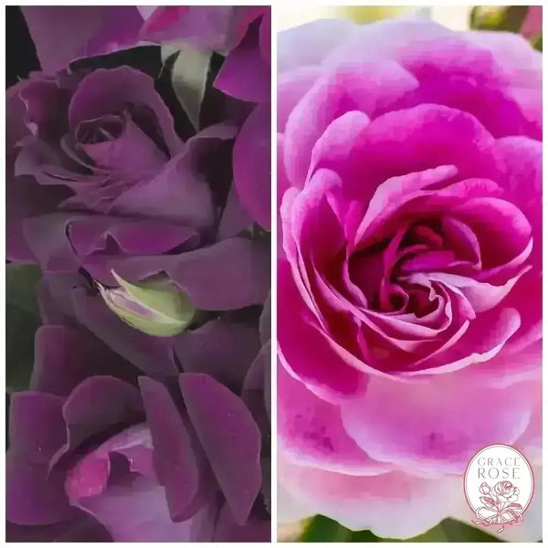 Brilliant Pink & Burgundy Iceberg Bare Root Tree Rose