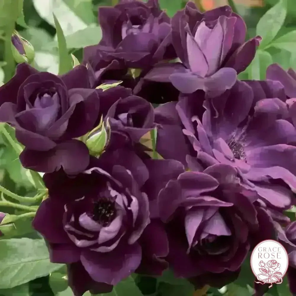 Burgundy Iceberg & Iceberg Bare Root Tree Rose