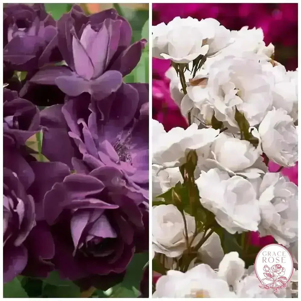 Burgundy Iceberg & Iceberg Bare Root Tree Rose