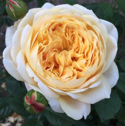 Roses grown by a customer