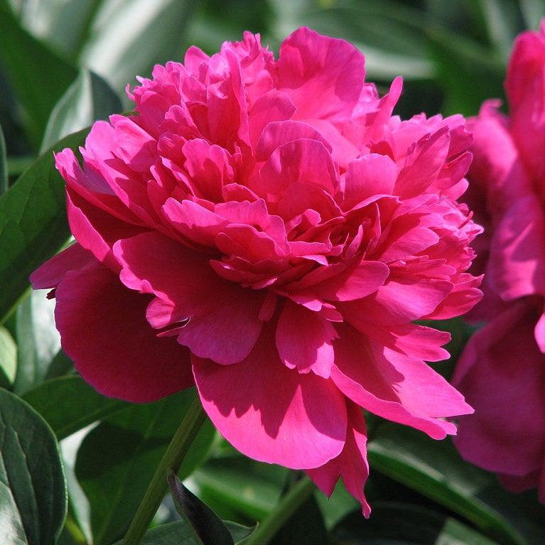 Peony 'Kansas'  Potted Peony Plant