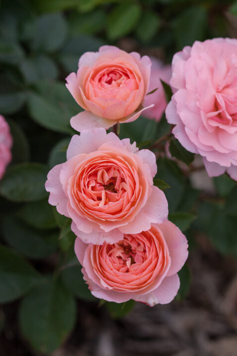 Easy Elegance® Calypso™ Bare Root Rose Bush