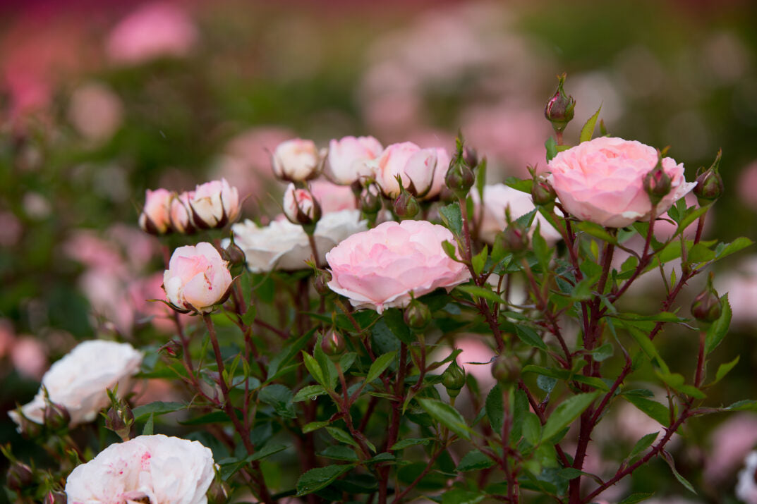 Easy Elegance® Calypso™ Bare Root Rose Bush