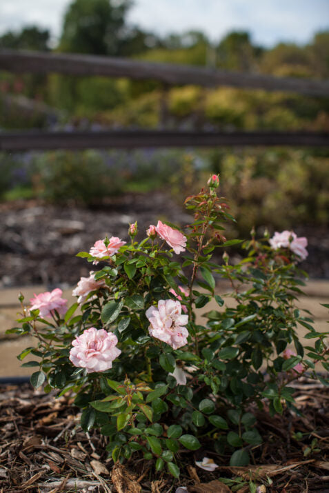 Easy Elegance® Calypso™ Bare Root Rose Bush