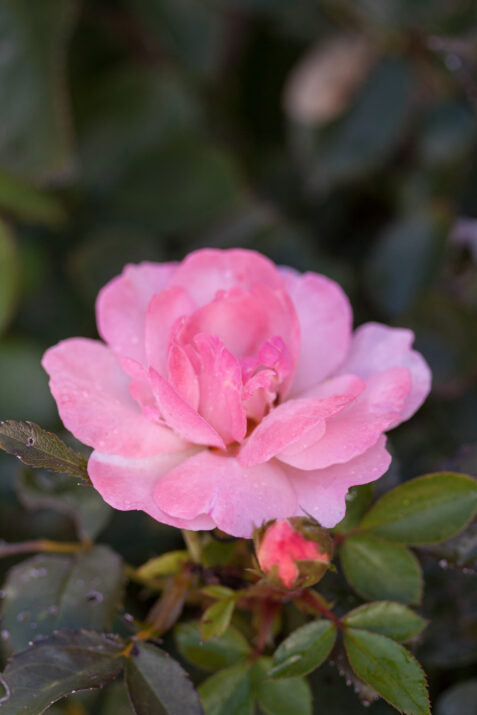 Easy Elegance® Calypso™ Bare Root Rose Bush