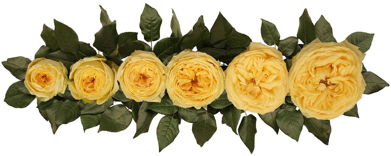 Catalina® Special Bouquet