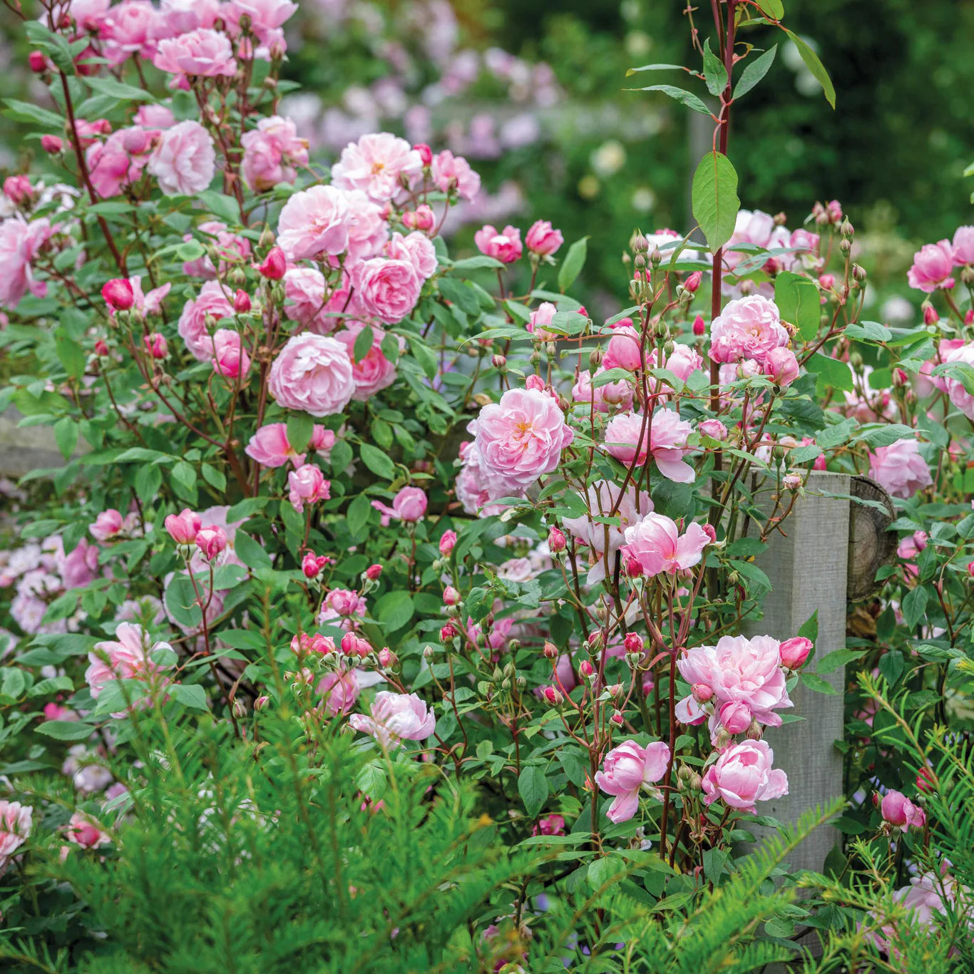 David Austin® Mary Delany® Potted Climbing Rose Bush