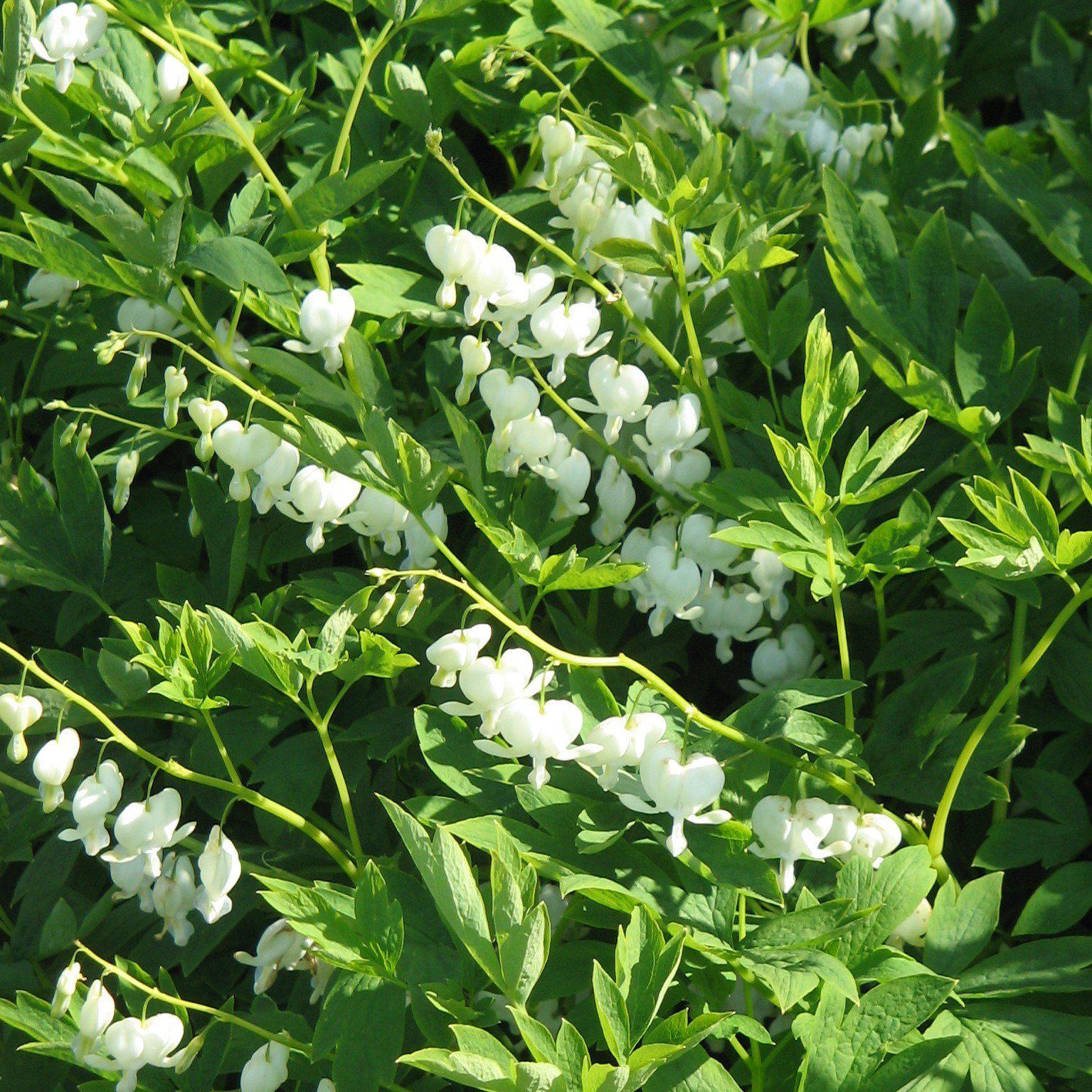 Bleeding Heart 'Alba' Potted White Bleeding Heart Plant