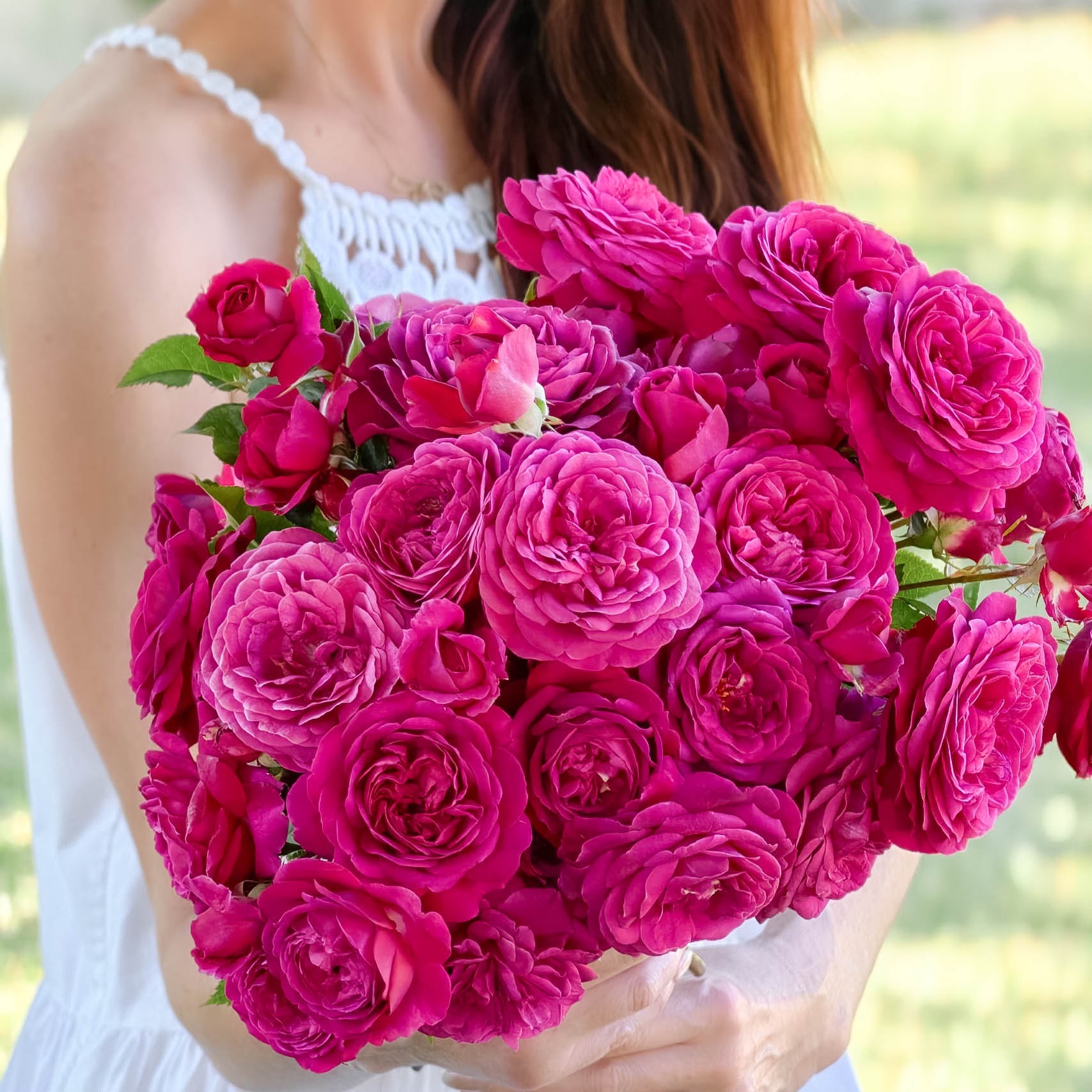 Celestial Night® Potted Tree Rose