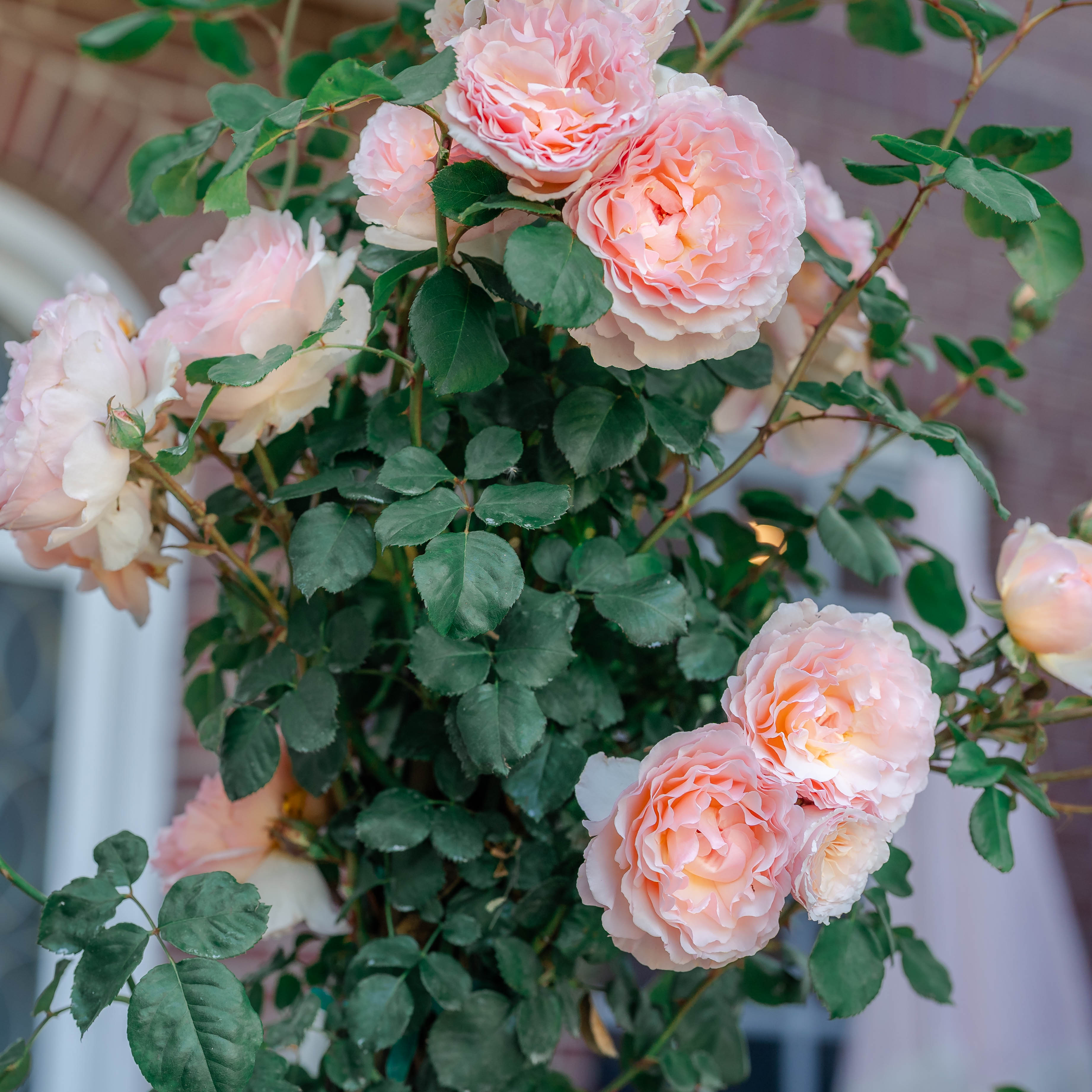 Princesse Charlene de Monaco® Potted Rose Bush