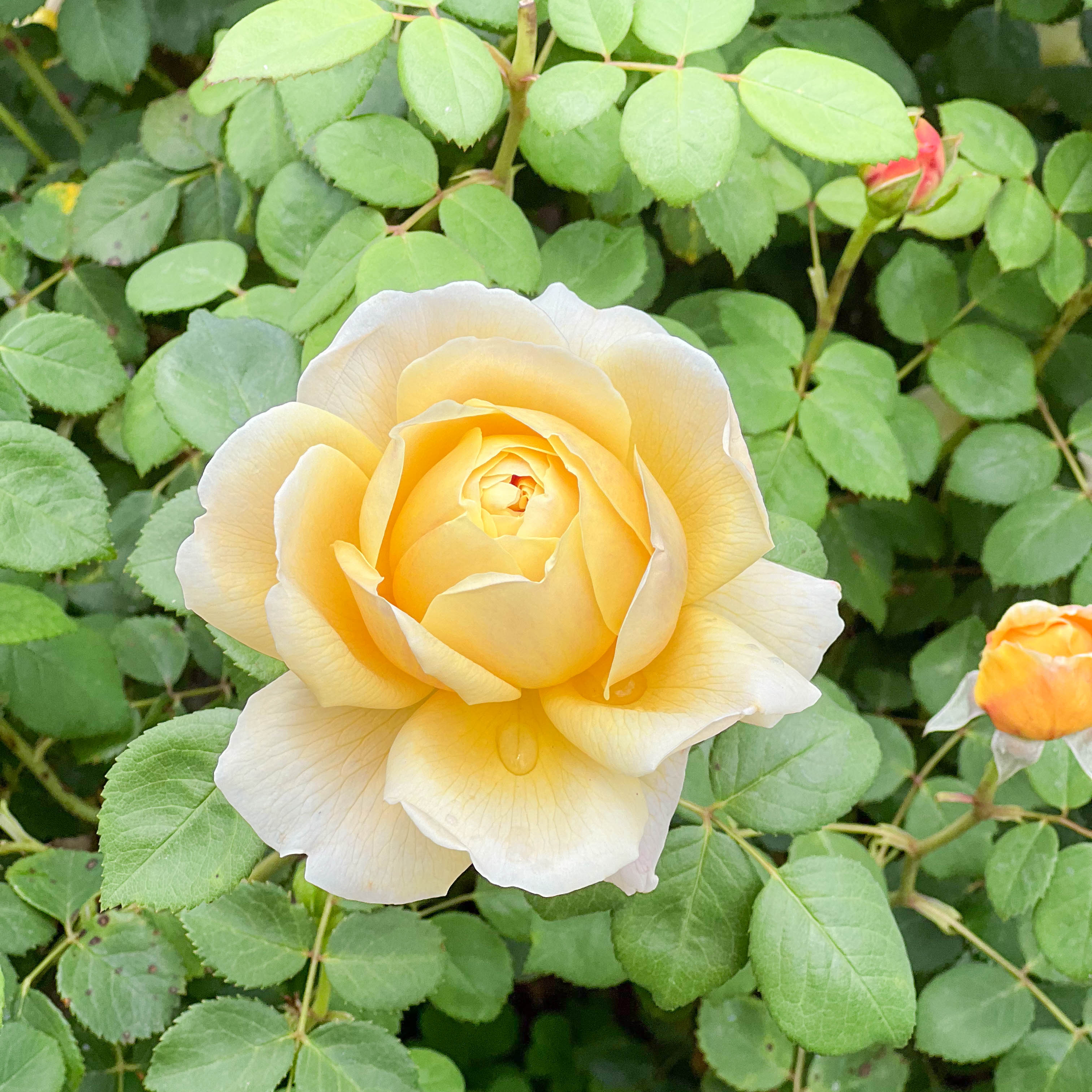 David Austin® Charles Darwin Potted Rose Bush